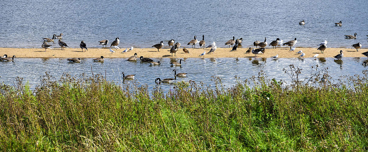 Zugvögel am Elbufer © Christian Ohde / imago images