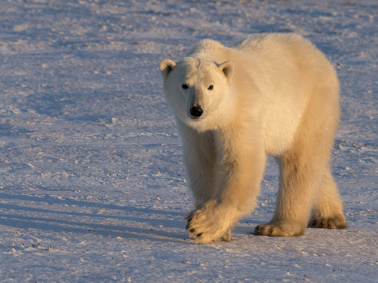 Eisbär © Elisabeth Kruger / WWF-US