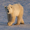 Eisbär © Elisabeth Kruger / WWF-US