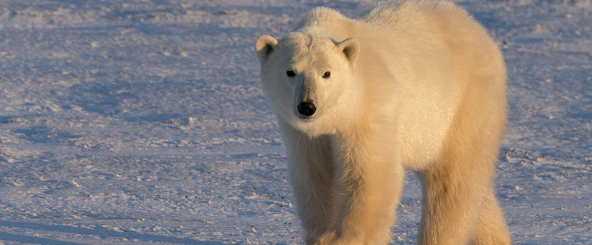 Eisbär © Elisabeth Kruger / WWF-US