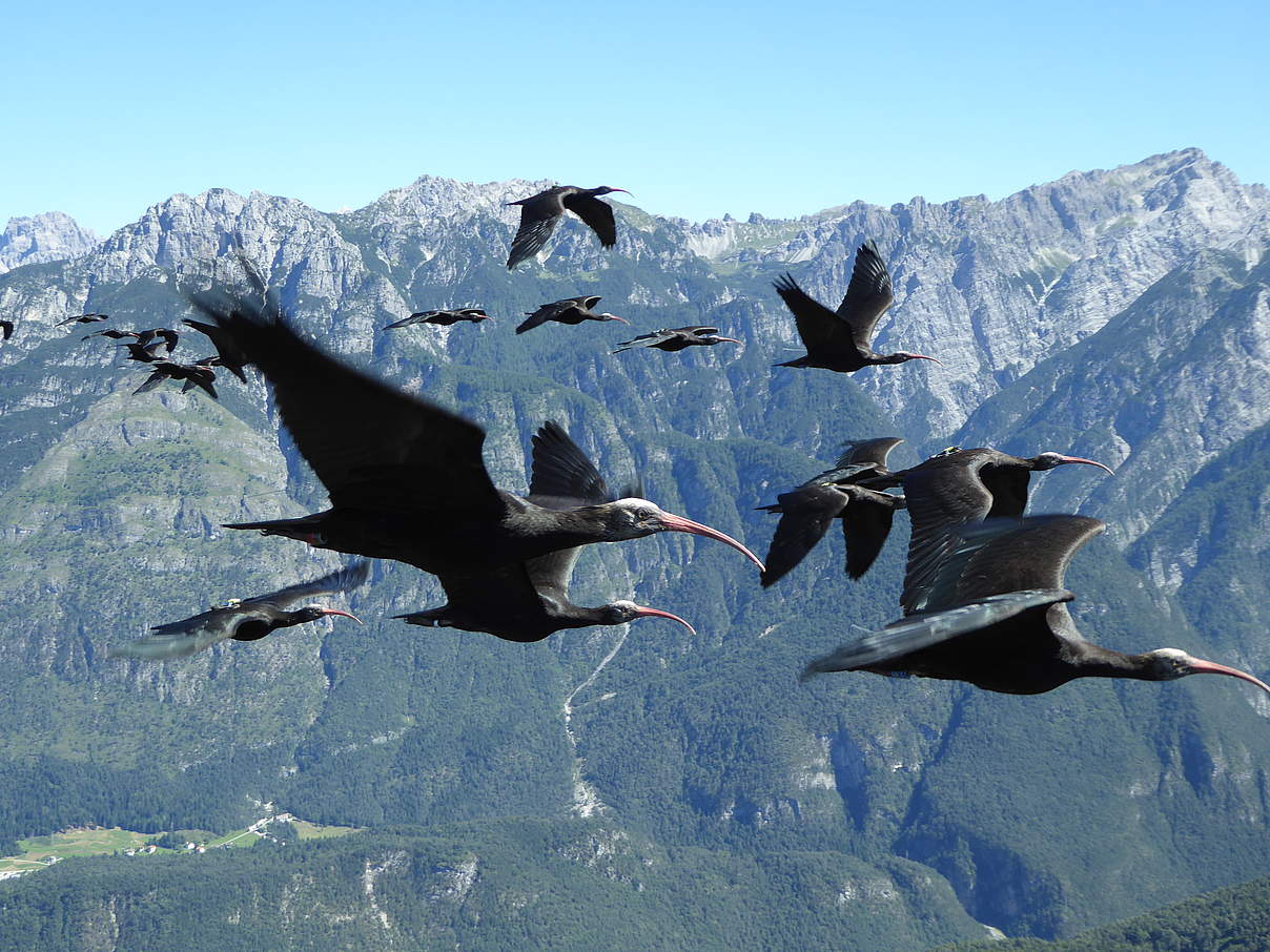 Flugstunden für die Waldrappjungen © Waldrappteam / LIFE Northern Bald Ibis