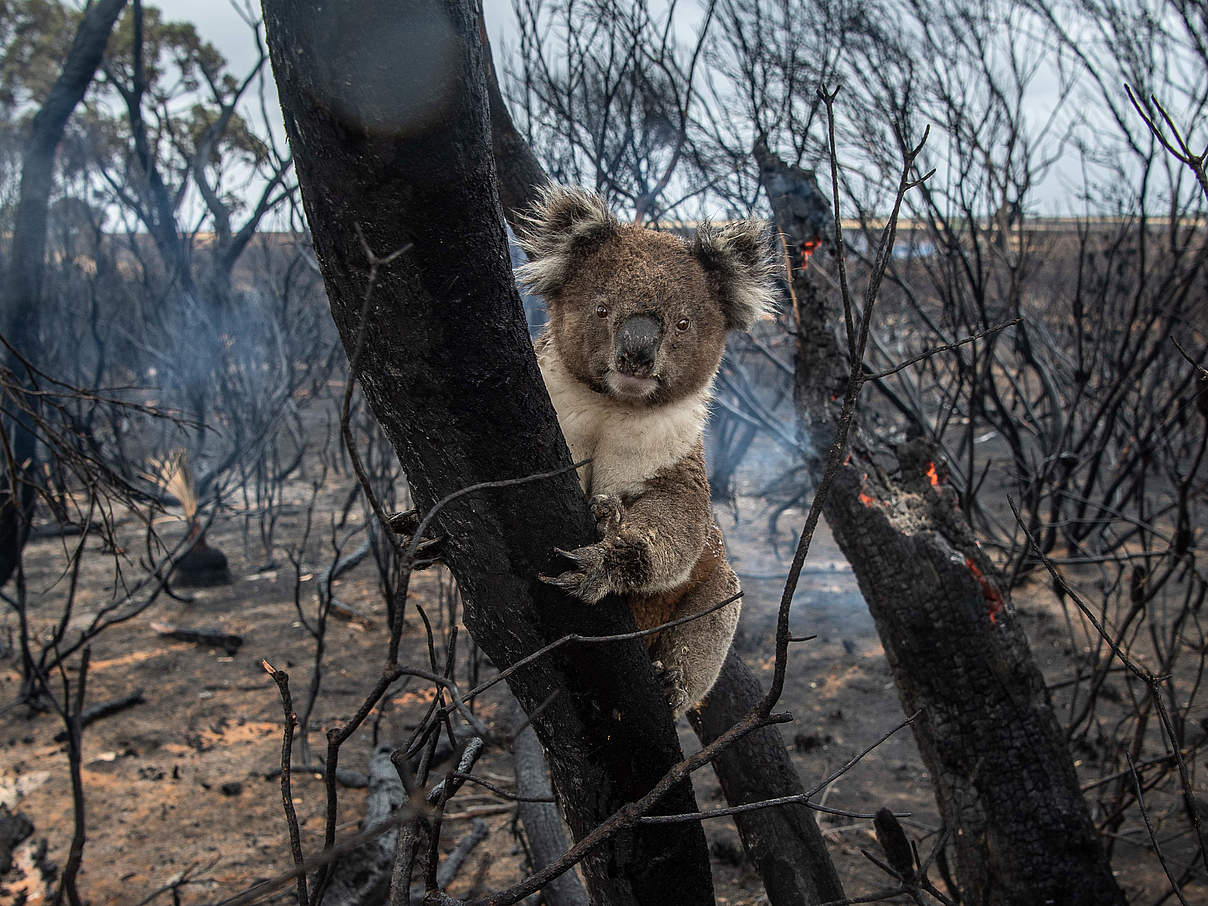 Koala in verbranntem Wald © Brad Fleet / Newspix