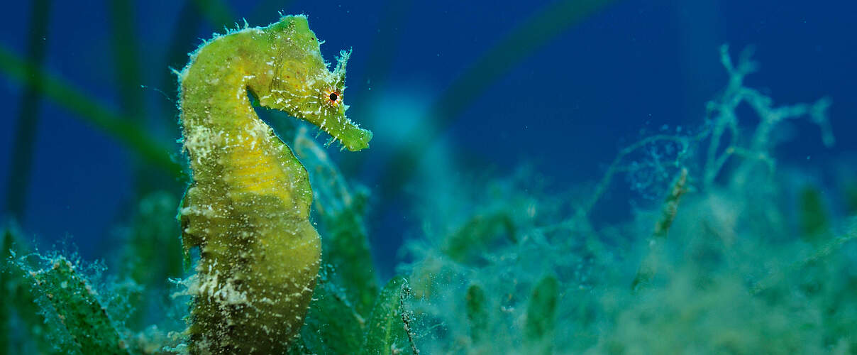 Kurzschnäuziges Seepferdchen im Mittelmeer bei Malta © Wild Wonders of Europe / Zankl / naturepl.com