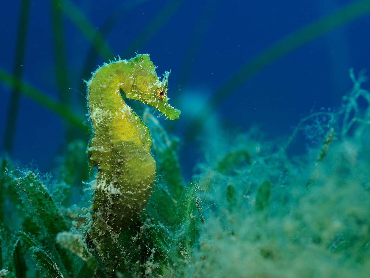 Kurzschnäuziges Seepferdchen im Mittelmeer bei Malta © Wild Wonders of Europe / Zankl / naturepl.com