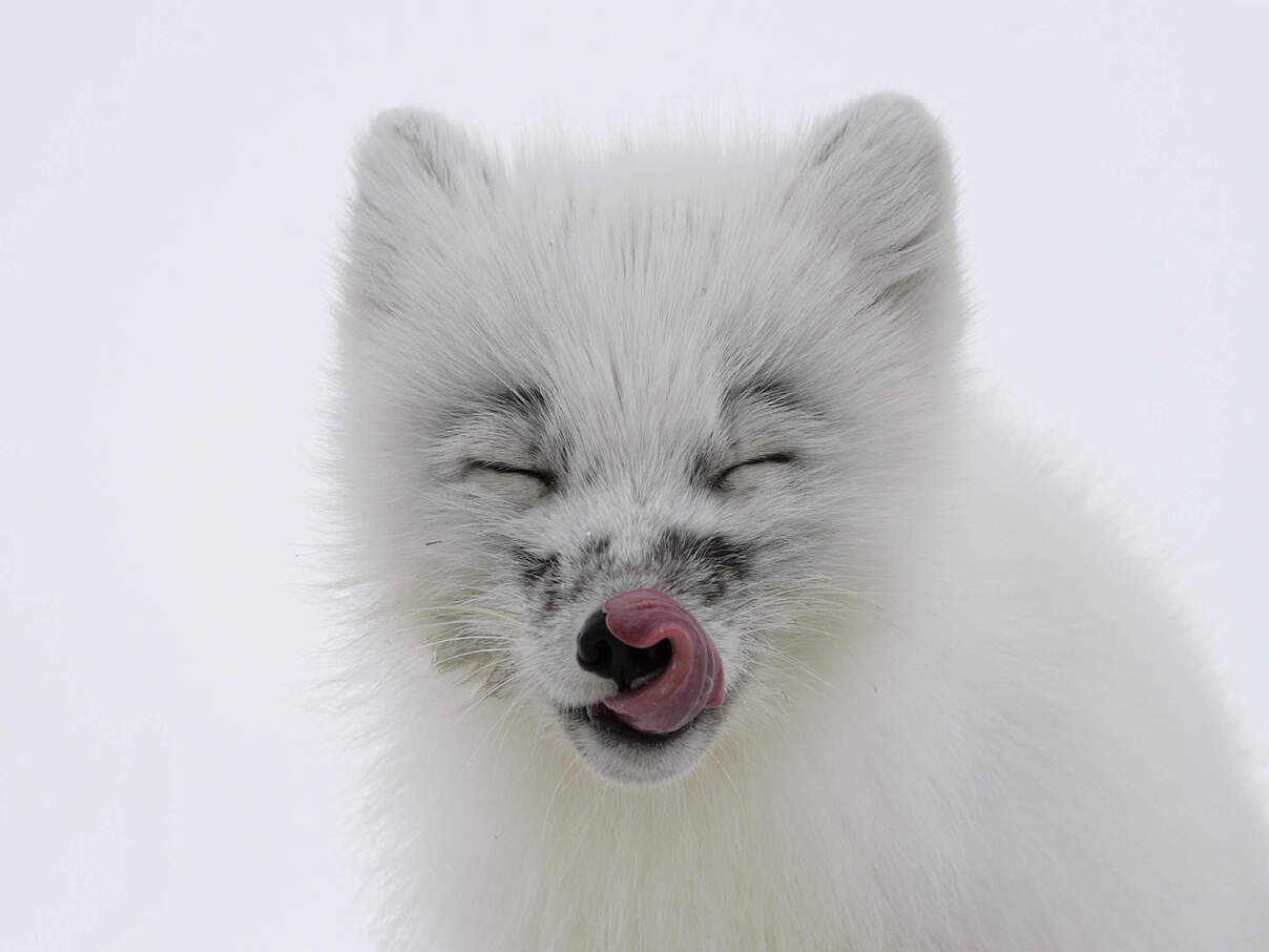 Arktischer Fuchs © Dmitry Deshevykh / WWF-Russia 