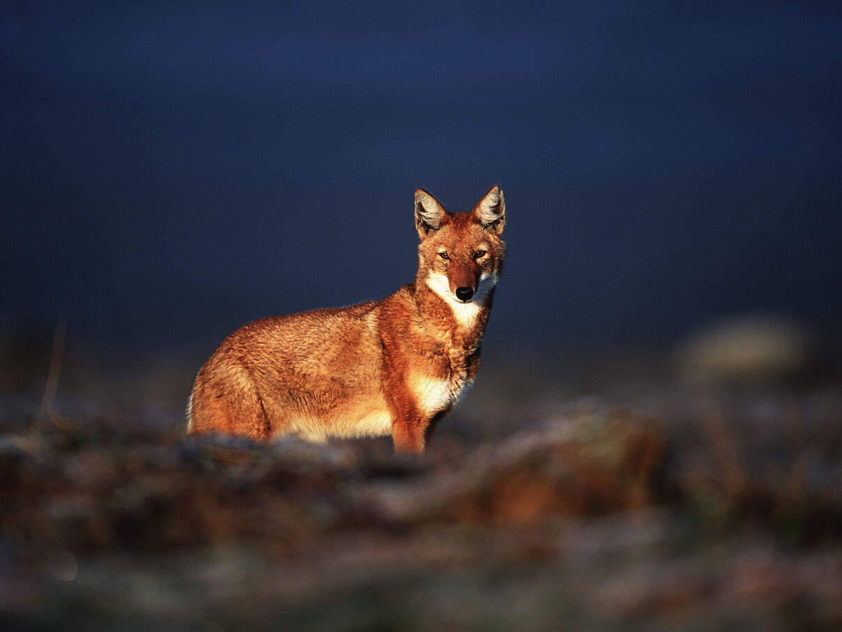 Äthiopischer Wolf © Martin Harvey, WWF