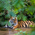 Tiger © Thorsten Milse / wildlifephotography.de / WWF