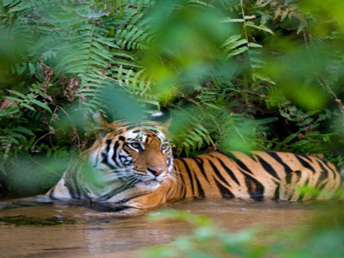 350 Tiger JB c Thorsten Milse wildlifephotography.de WWF Tiger © Thorsten Milse / wildlifephotography.de / WWF