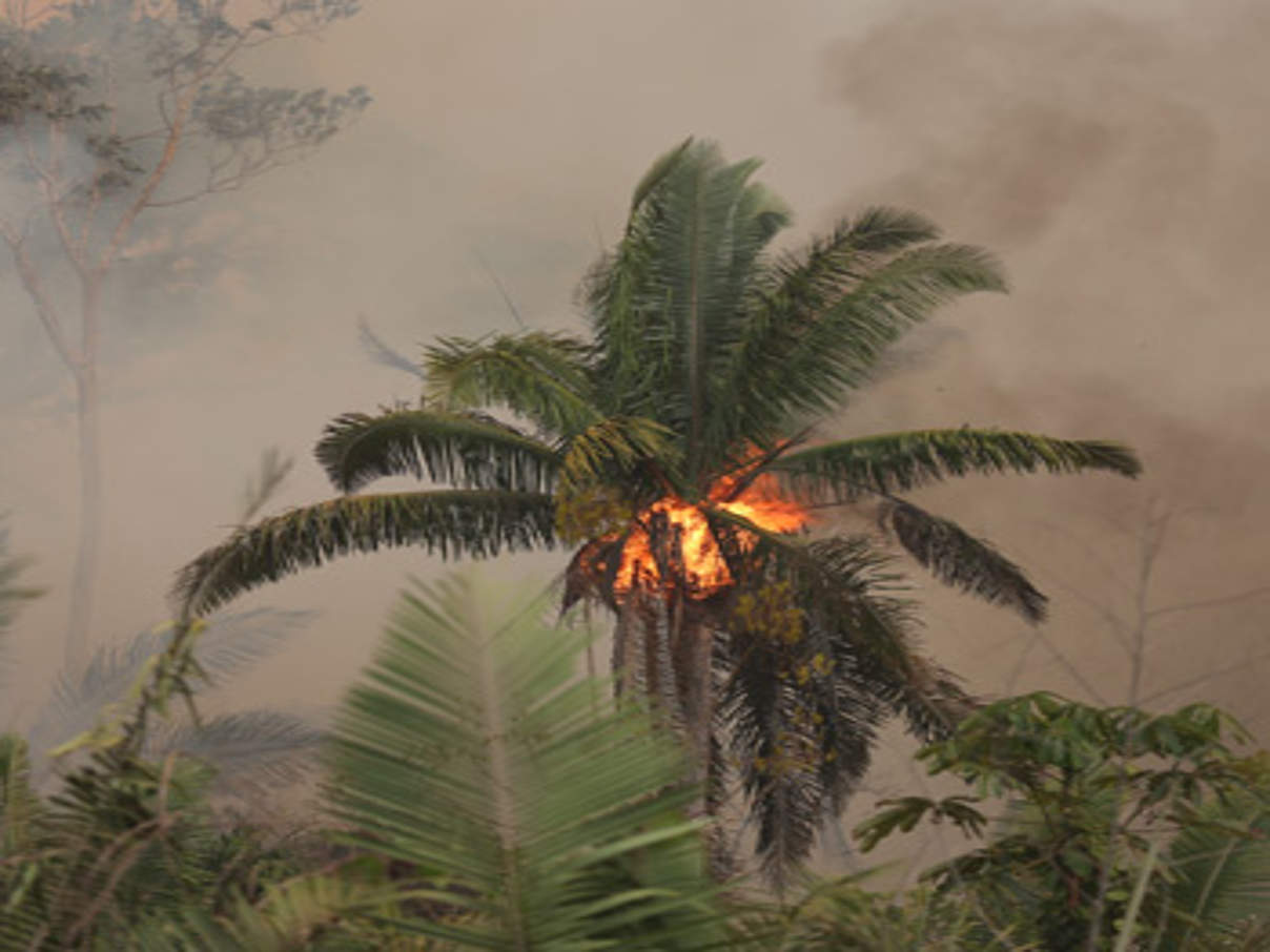 Feuer im Amazonas © Michael Dantas / WWF Brasil