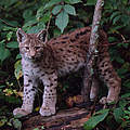 Luchs (C) Fritz Poelking