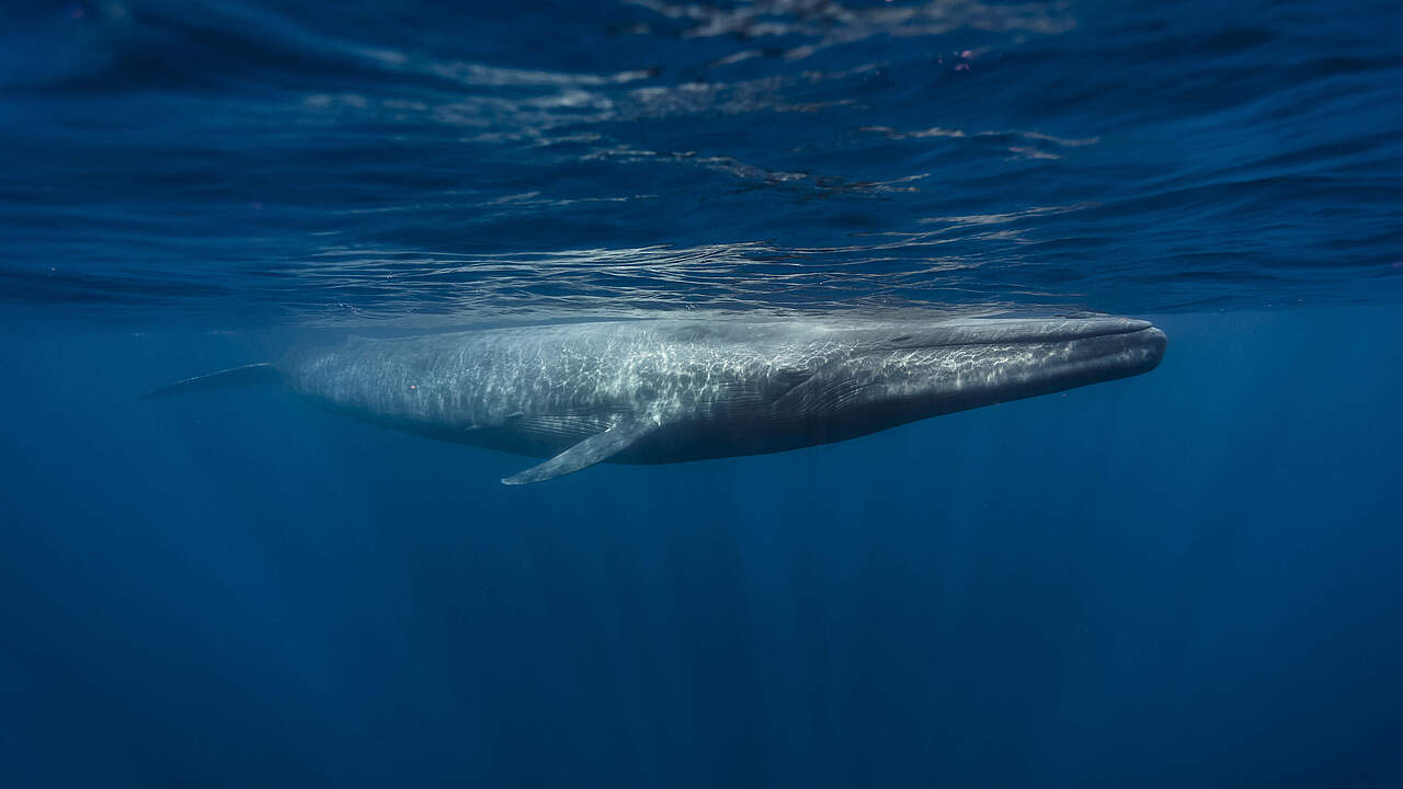 Ein Blauwal vor Sri Lanka 