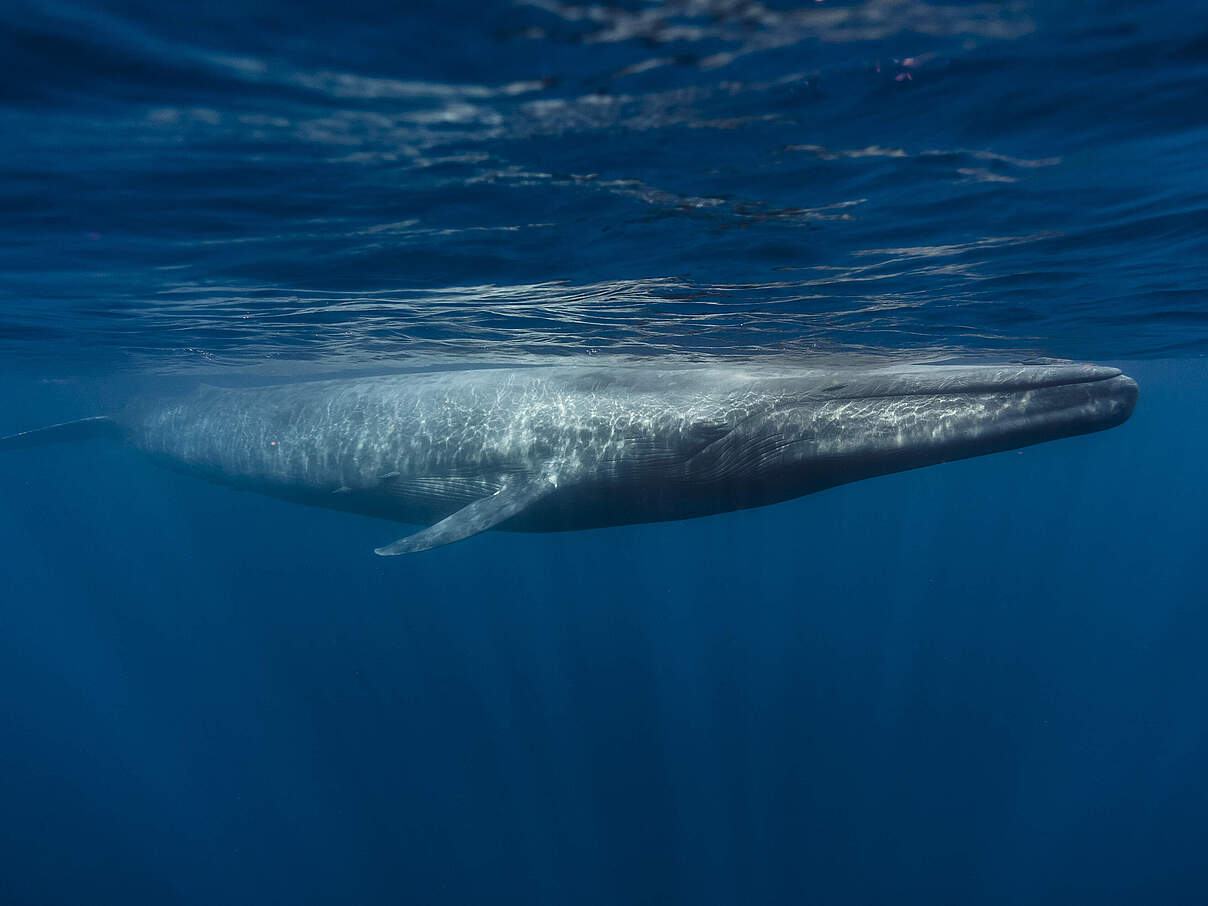 Ein Blauwal vor Sri Lanka 