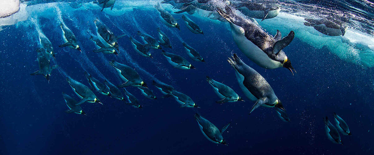 Kaiserpinguine bei der Jagd © National Geographic Creative / Paul Nicklen / WWF