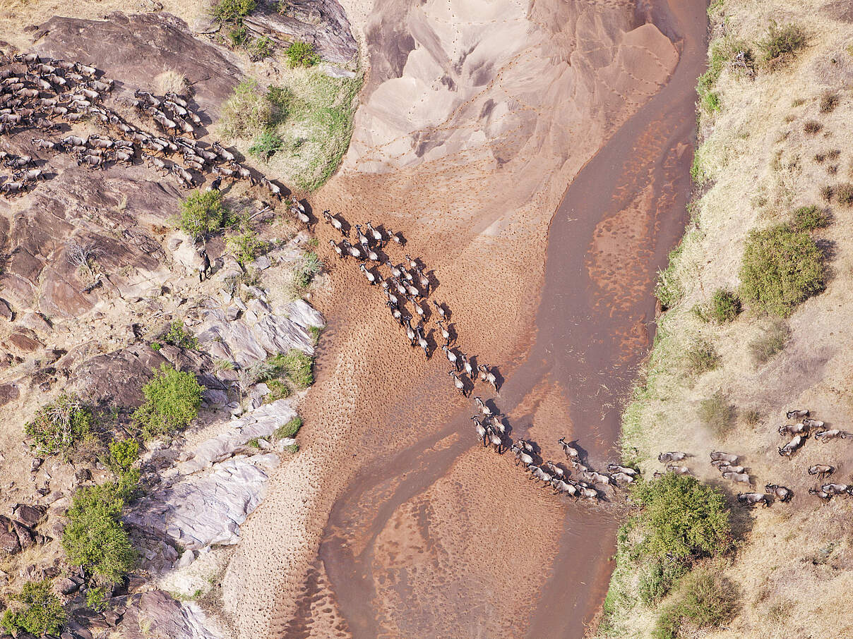 Wildtierwanderung: Zahllose Gnus durchqueren einen Fluss