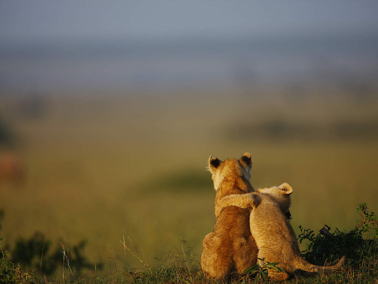 Zwei kleine Löwenjunge in der Masai Mara © Serhat Demiroglu / iStock / Getty Images