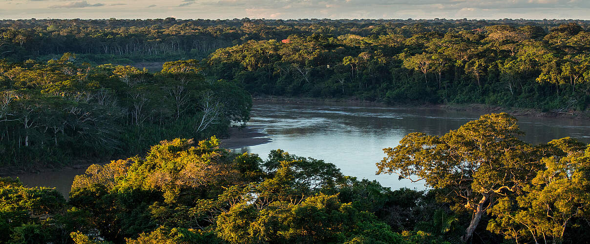 Die Kronen der Bäume im Regenwald aus der Vogelperspektive, dazwischen sieht man den Amazonas.