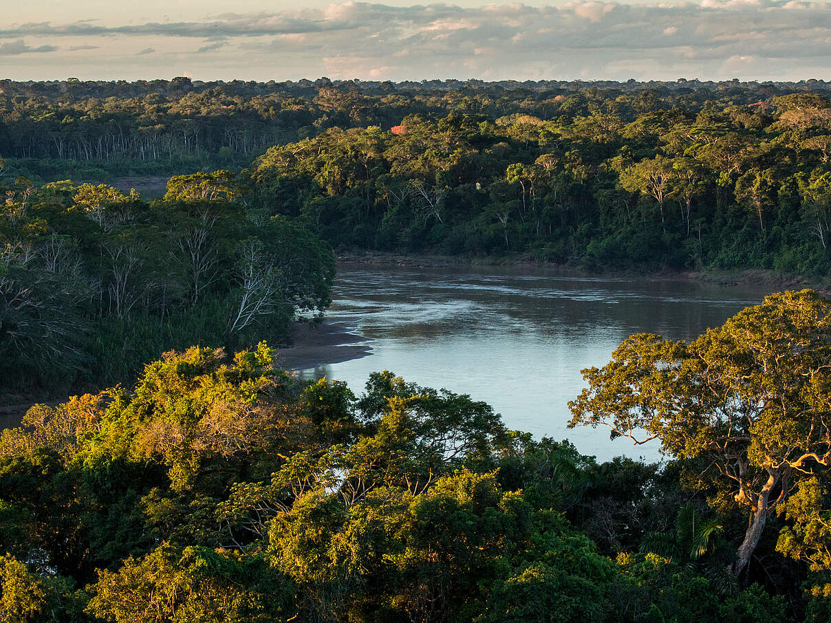 Die Kronen der Bäume im Regenwald aus der Vogelperspektive, dazwischen sieht man den Amazonas.