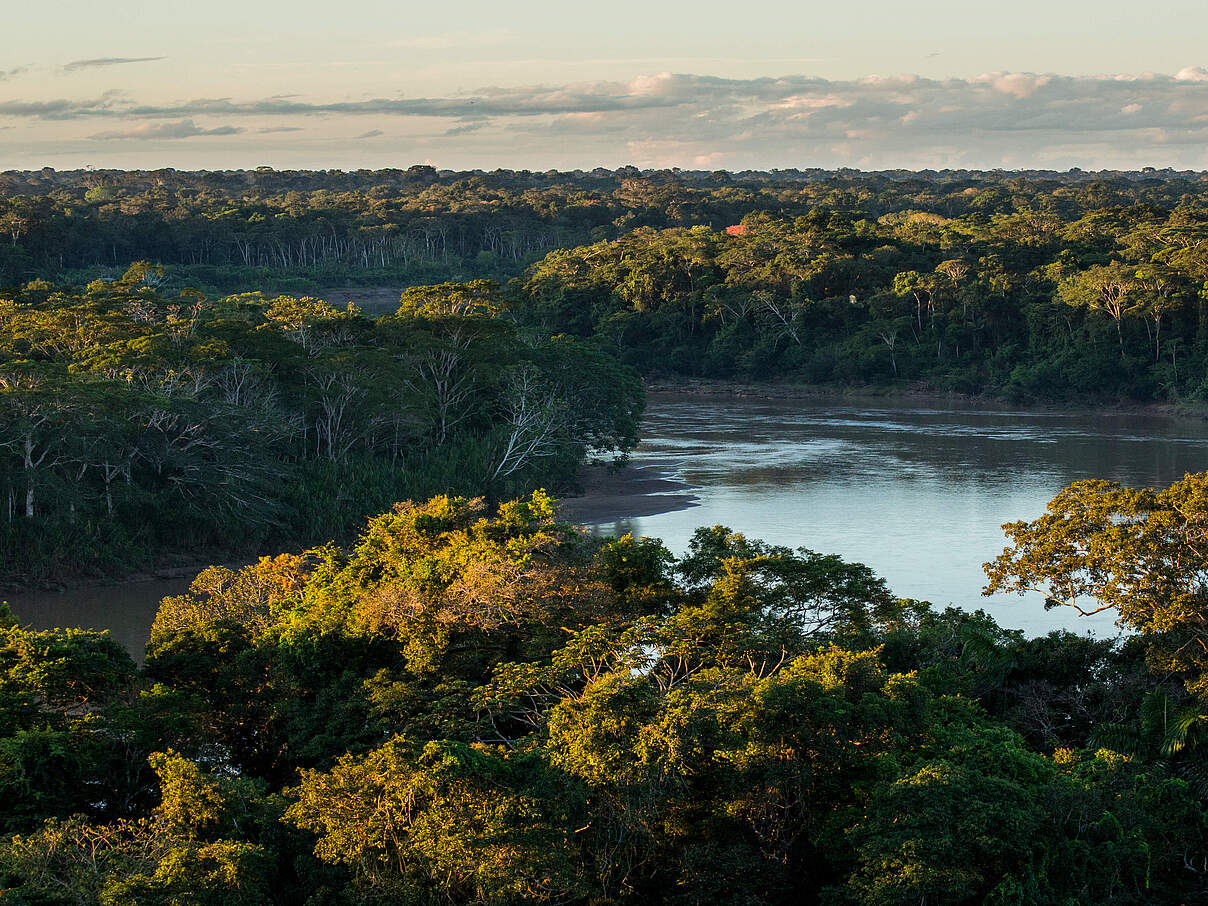 Die Kronen der Bäume im Regenwald aus der Vogelperspektive, dazwischen sieht man den Amazonas.
