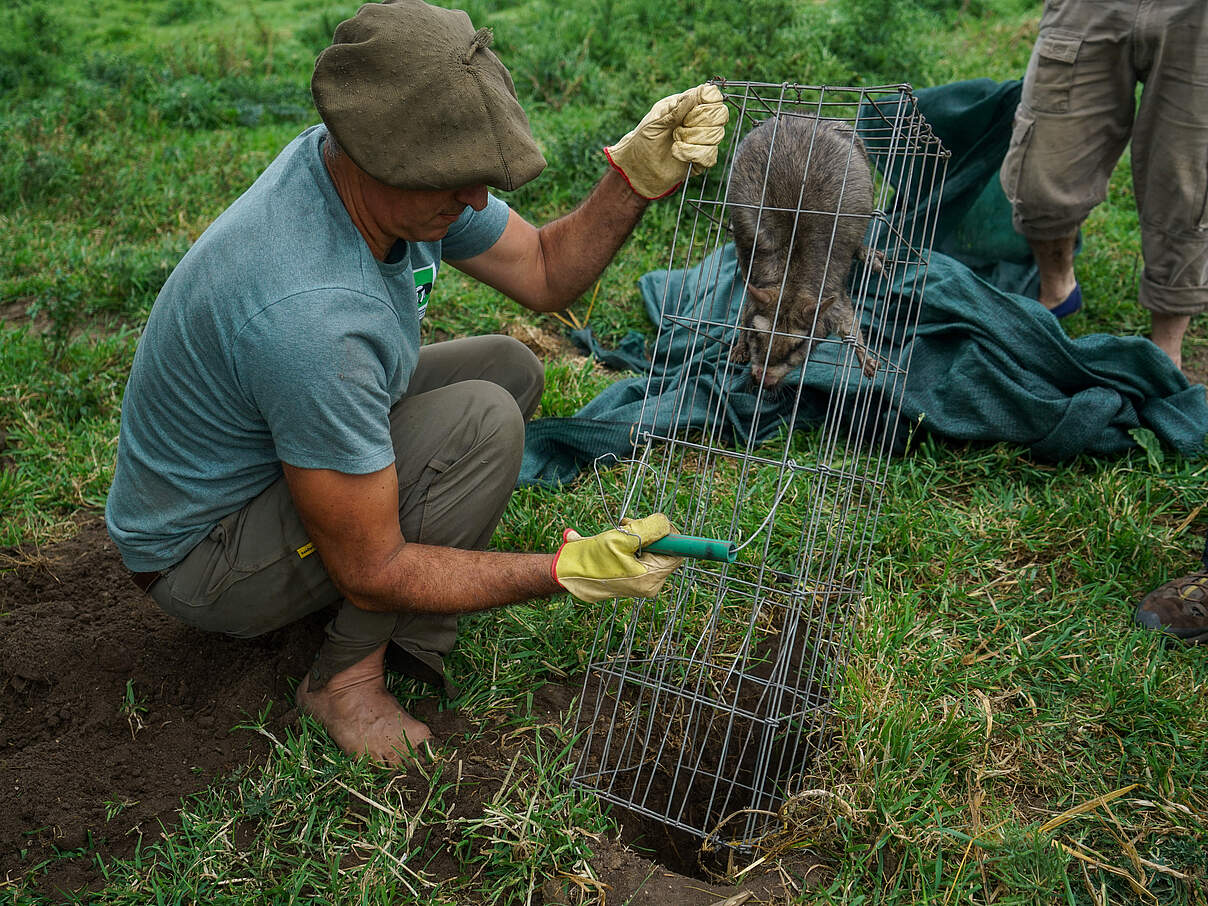 Wiederansiedlung Viscachas Pampas-Savanne © Fundación Vida Silvestre Argentina