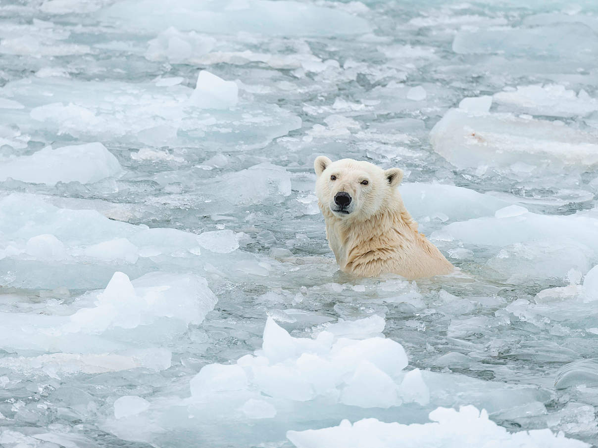 Eisbären sind gute Schwimmer © Richard Barrett / WWF-UK