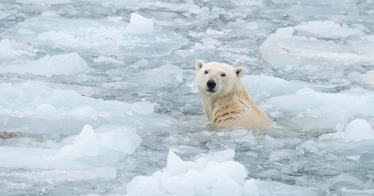 www.wwf.de