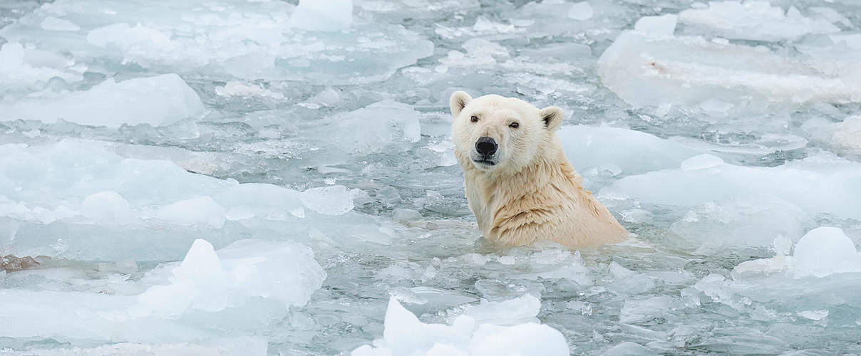 Eisbären sind gute Schwimmer © Richard Barrett / WWF-UK