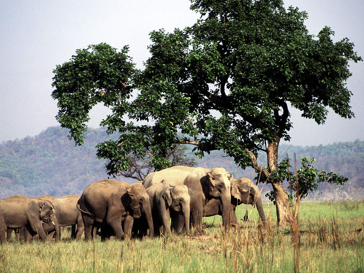 Elefantenherde © Christy Williams / WWF