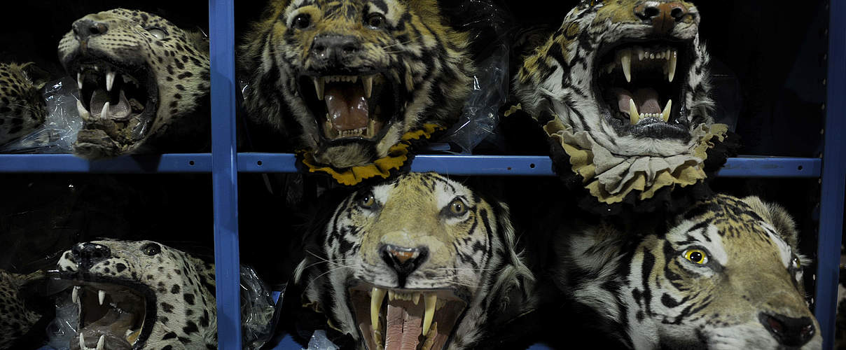 Konfiszierte Tigerköpfe in Colorado © Jamie Cotten / IFAW / WWF-US
