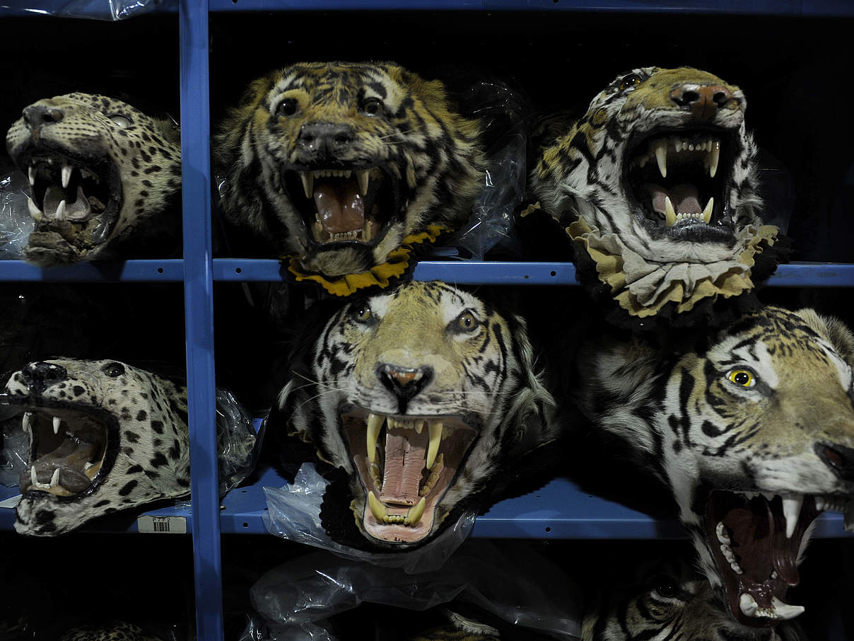 Konfiszierte Tigerköpfe in Colorado © Jamie Cotten / IFAW / WWF-US