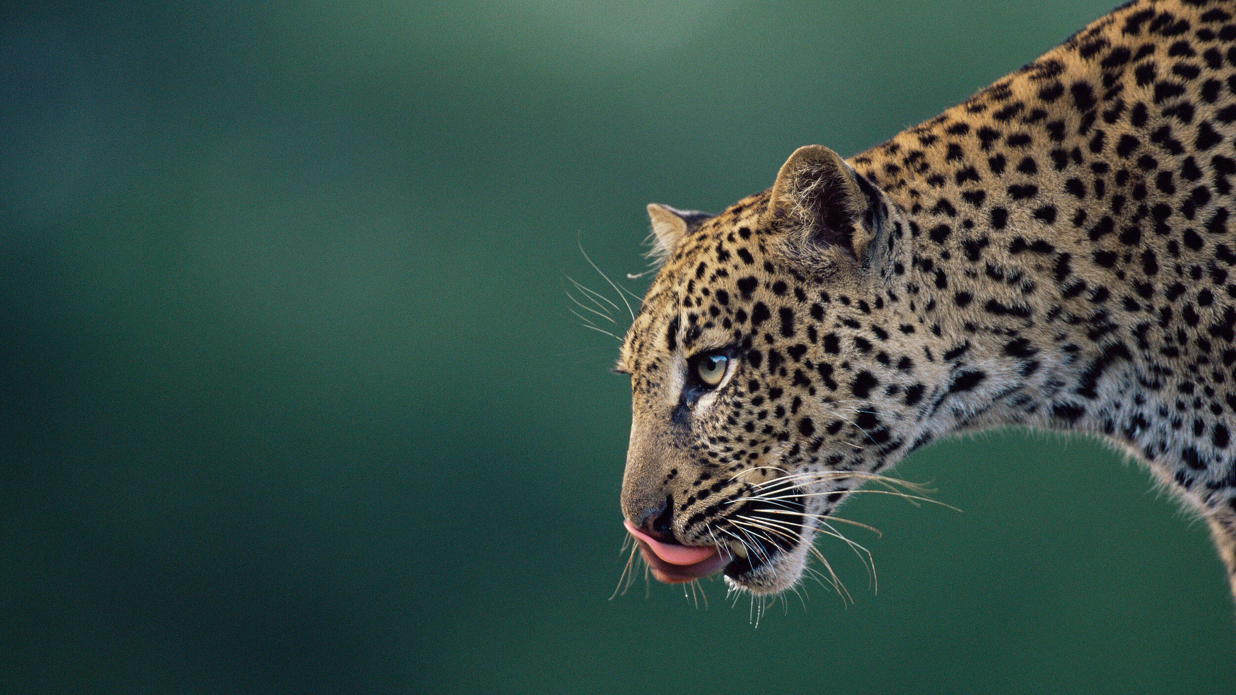 Leopard in Kenia © naturepl.com / Anup Shah / WWF