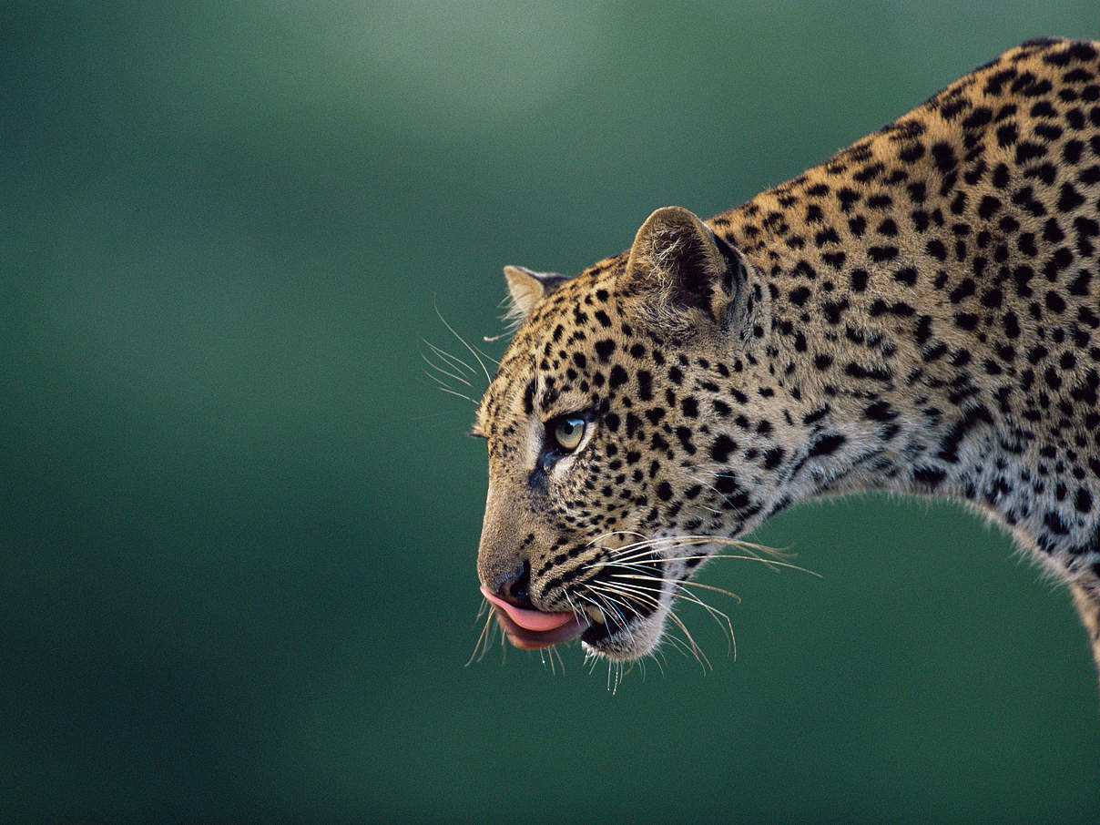 Leopard in Kenia © naturepl.com / Anup Shah / WWF