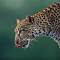 Leopard in Kenia © naturepl.com / Anup Shah / WWF