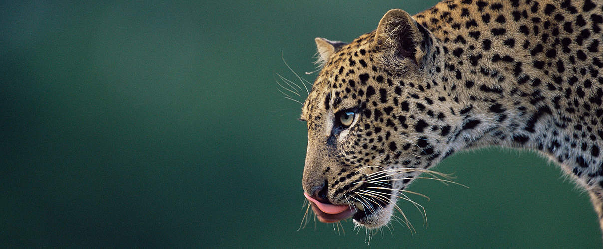 Leopard in Kenia © naturepl.com / Anup Shah / WWF