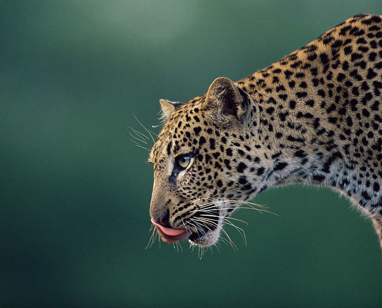 Leopard in Kenia © naturepl.com / Anup Shah / WWF