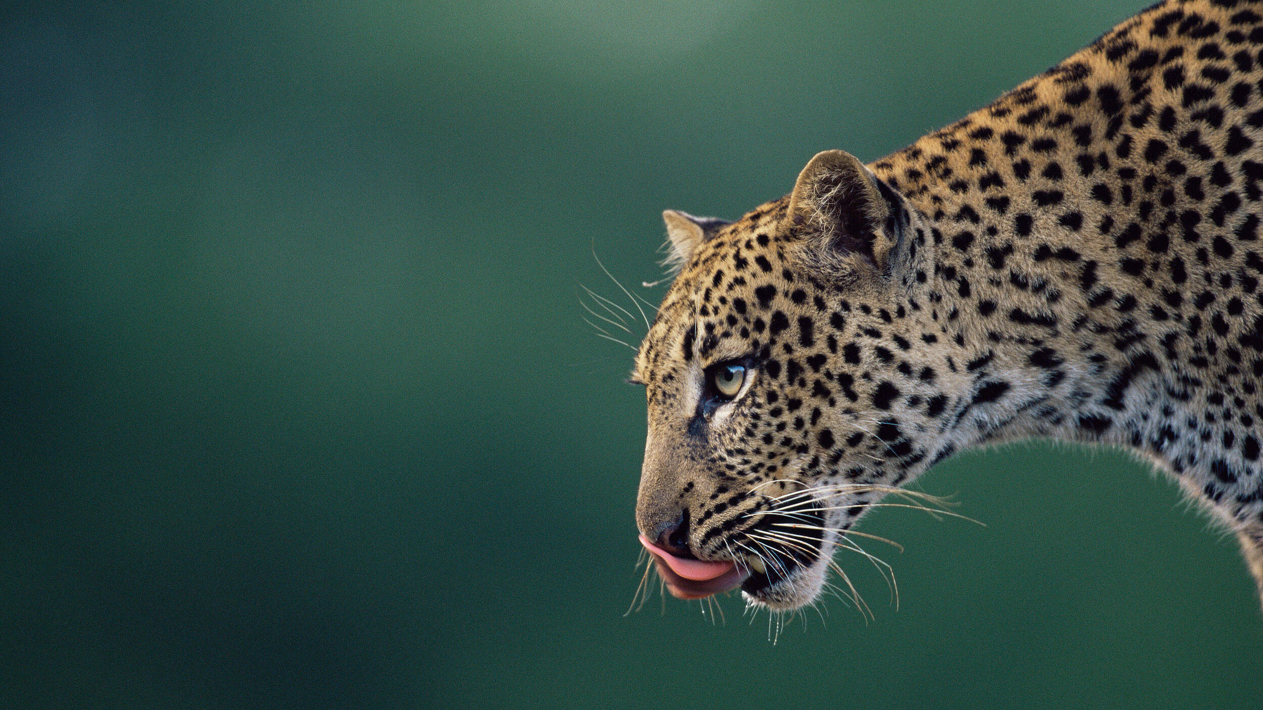 Leopard in Kenia © naturepl.com/Anup Shah/WWF