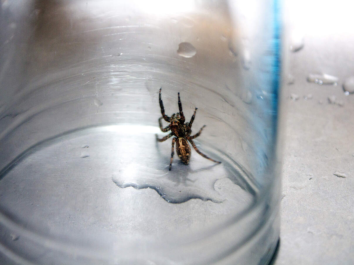 Spinne unter einem Glas, um sie nach draußen zu bringen
