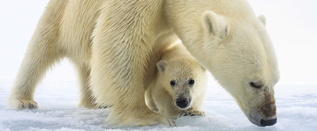 Hintergrundbild zu Ihrer Eisbär-Patenschaft © naturepl.com / Tony Wu / WWF