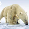 Hintergrundbild zu Ihrer Eisbär-Patenschaft © naturepl.com / Tony Wu / WWF