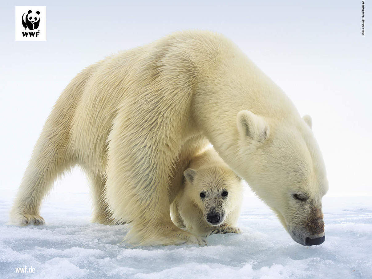 Hintergrundbild zu Ihrer Eisbär-Patenschaft © naturepl.com / Tony Wu / WWF