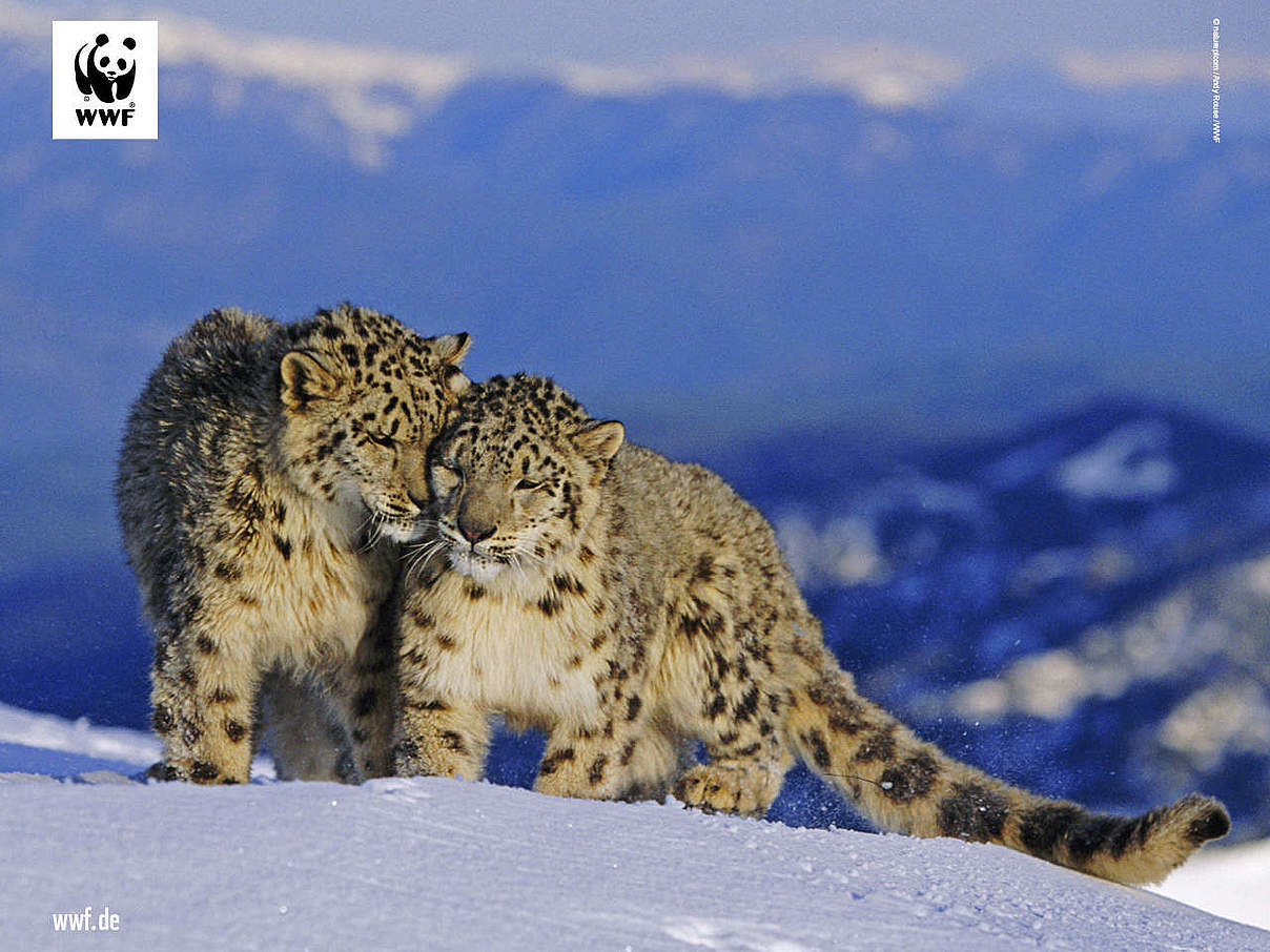 Hintergrundbild zu Ihrer Leoparden-Patenschaft © naturepl.com / Andy Rouse / WWF