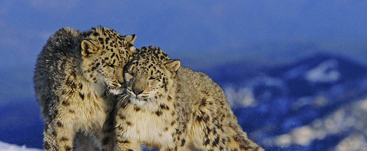 Hintergrundbild zu Ihrer Leoparden-Patenschaft © naturepl.com / Andy Rouse / WWF