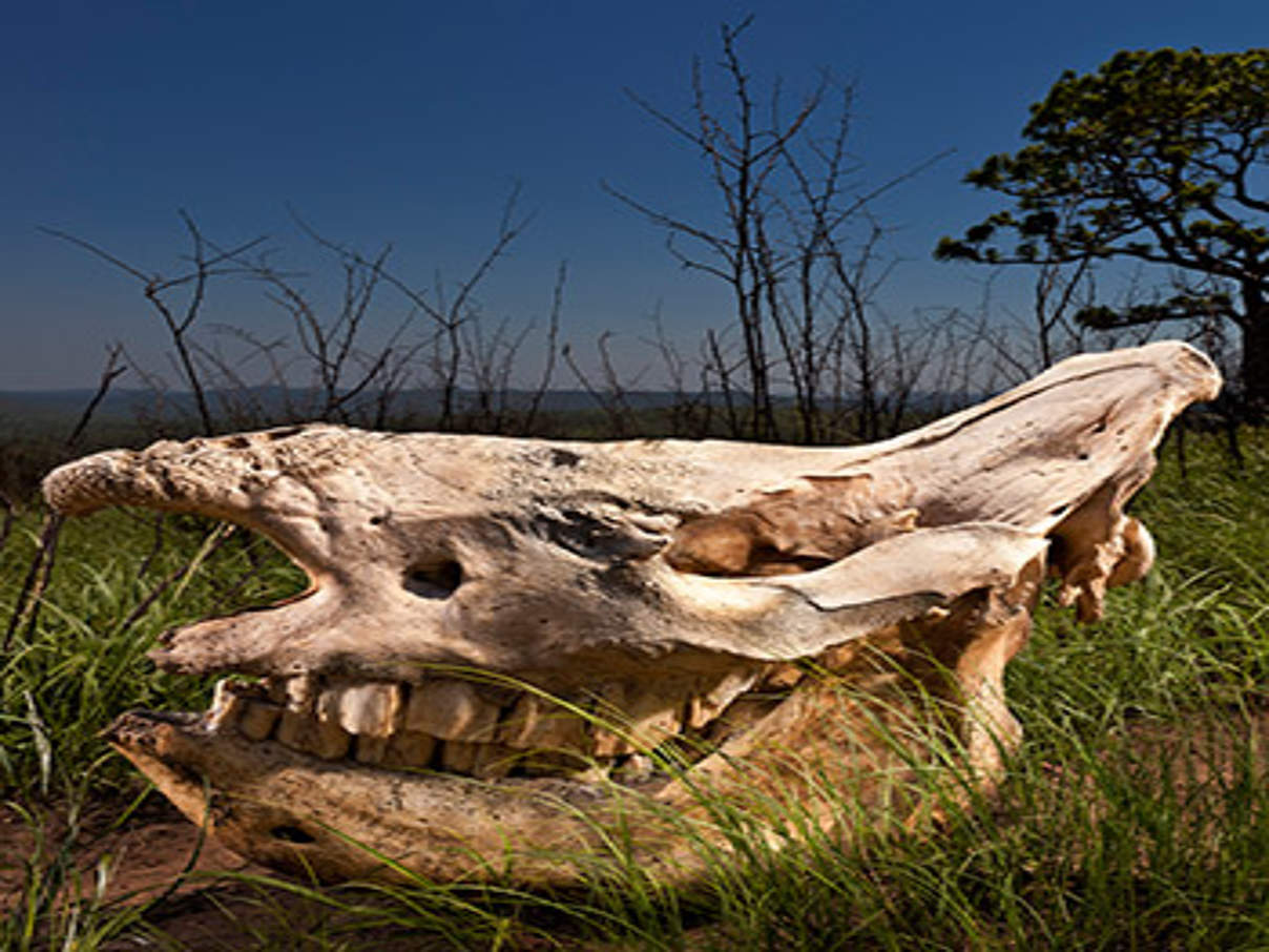 © Brent Stirton / Getty Images / WWF-UK