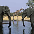 Elefanten & Giraffe am Wasserloch im Chobe NP © Martin Harvey / WWF