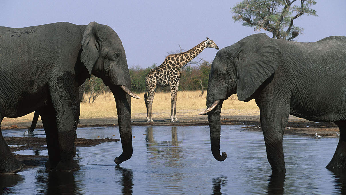 Elefanten & Giraffe am Wasserloch im Chobe NP © Martin Harvey / WWF