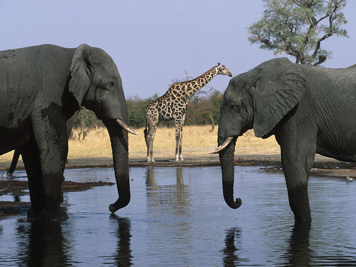 Elefanten & Giraffe am Wasserloch im Chobe NP © Martin Harvey / WWF