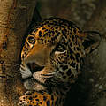 Jaguar (Panthera onca) im Pantanal, Brasilien © Staffan Widstrand / WWF