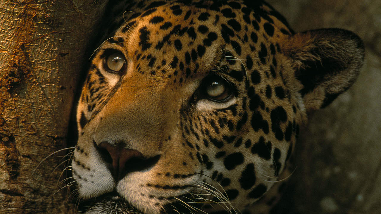 Jaguar (Panthera onca) im Pantanal, Brasilien © Staffan Widstrand / WWF