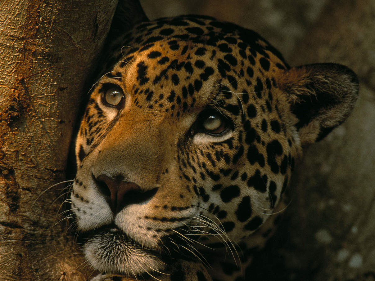 Jaguar (Panthera onca) im Pantanal, Brasilien © Staffan Widstrand / WWF
