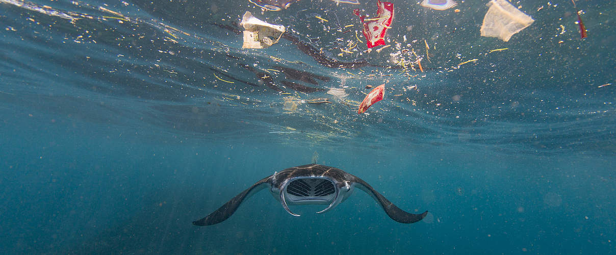 Mantarochen umgeben von Plastikmüll, Bali - Indonesien © Vincent Kneefel / WWF