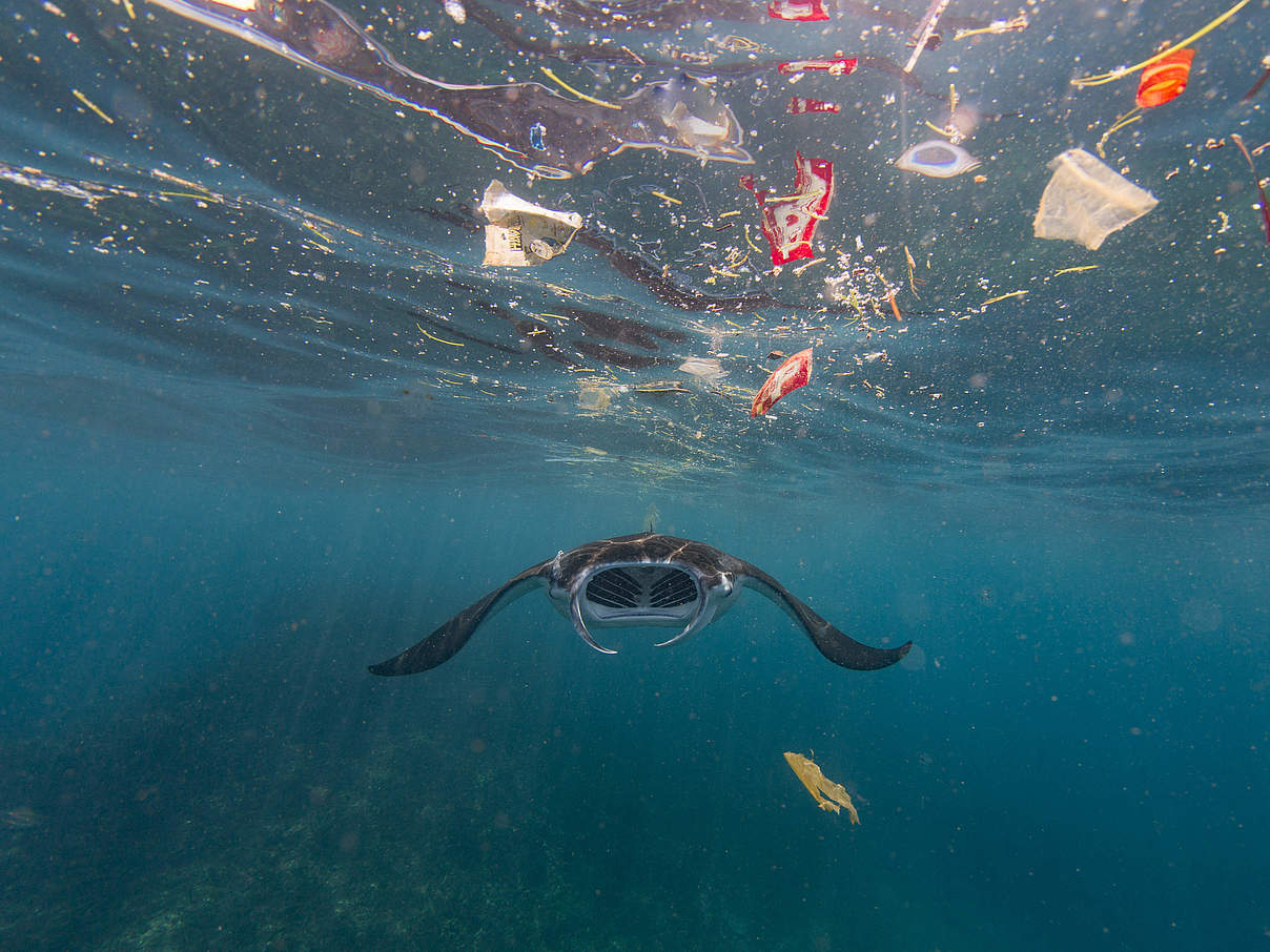 Mantarochen umgeben von Plastikmüll, Bali - Indonesien © Vincent Kneefel / WWF